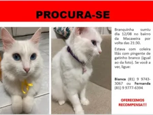 Gato raça Srd  idade 3 anos nome Branquinha 