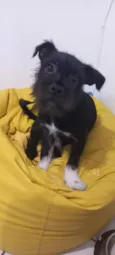 Jake