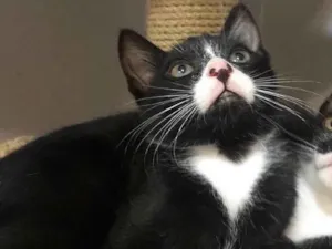 Gato raça Srd  idade 2 a 6 meses nome Ramiro
