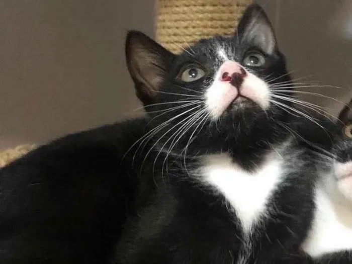 Gato ra a Srd  idade 2 a 6 meses nome Ramiro