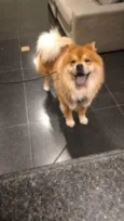 Cachorro raça Chow chow  idade 5 anos nome Urso 