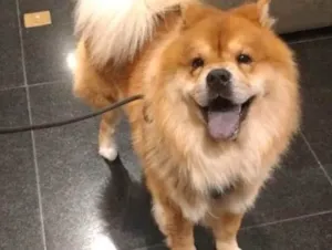Cachorro raça Chow chow  idade 5 anos nome Urso 