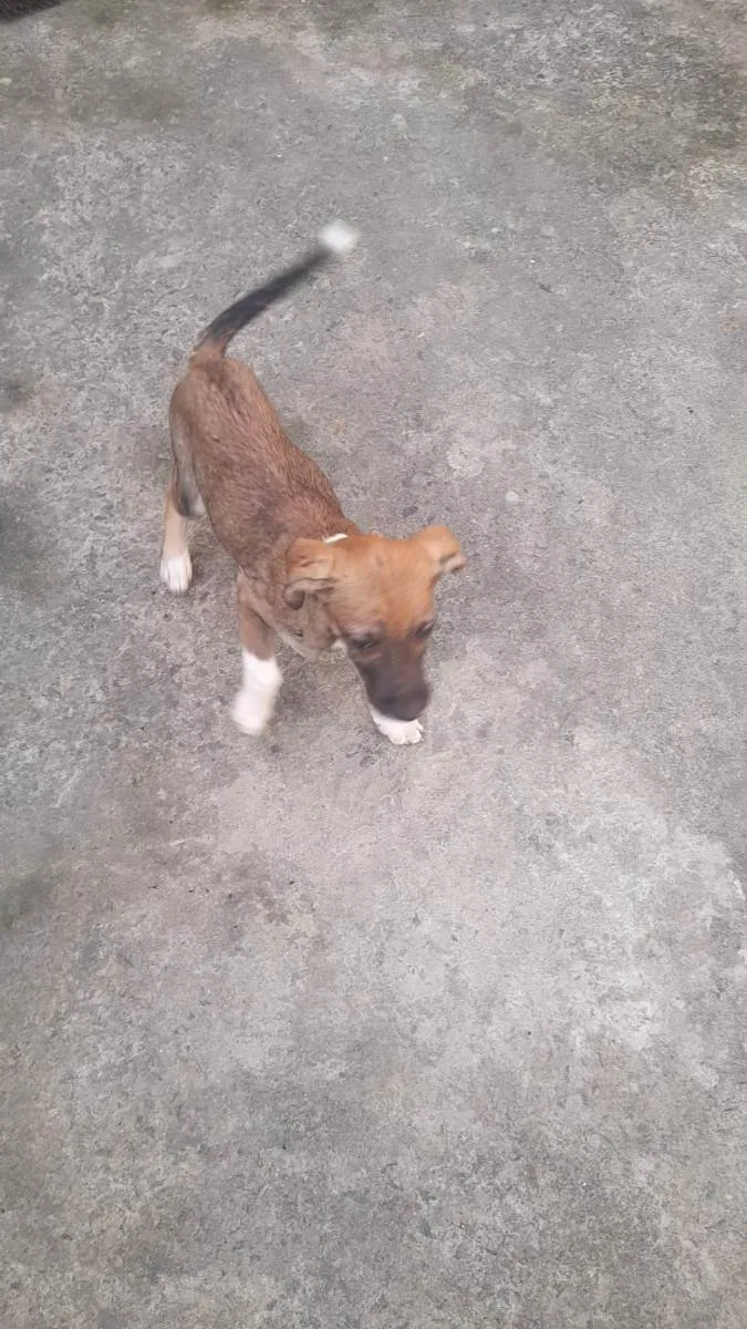 Cachorro ra a Vira lata  idade 2 a 6 meses nome Bento e Beto 