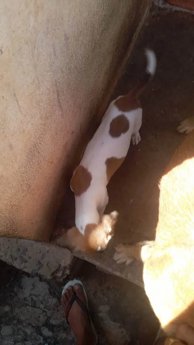 Cachorro ra a Vira lata  idade 2 a 6 meses nome Bento e Beto 