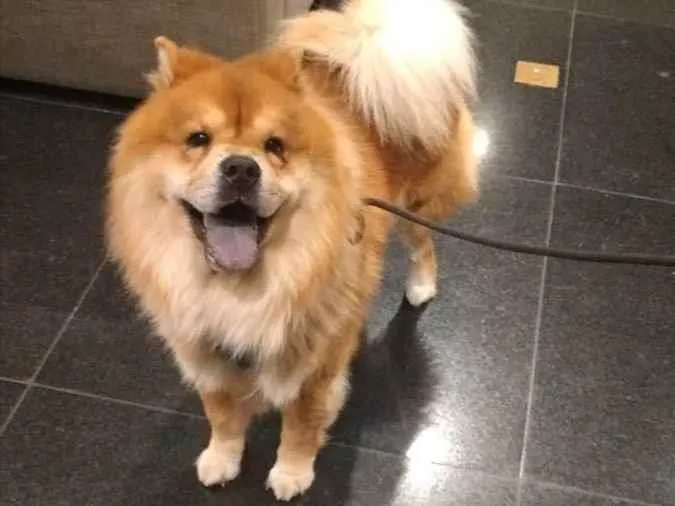 Cachorro raça Chow chow  idade 5 anos nome Urso 