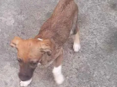 Cachorro ra a Vira lata  idade 2 a 6 meses nome Bento e Beto 