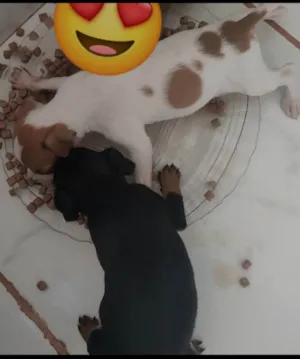 Cachorro raça Vira lata  idade 2 a 6 meses nome Filhotes 