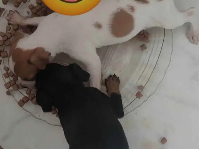 Cachorro ra a Vira lata  idade 2 a 6 meses nome Filhotes 