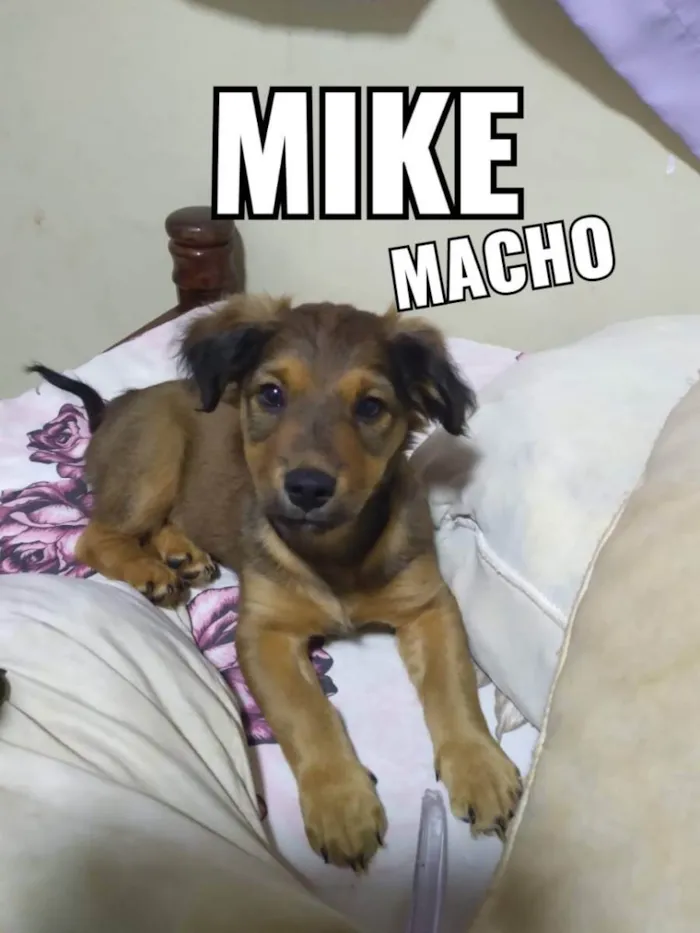 Cachorro ra a Viralata idade 2 a 6 meses nome Mike