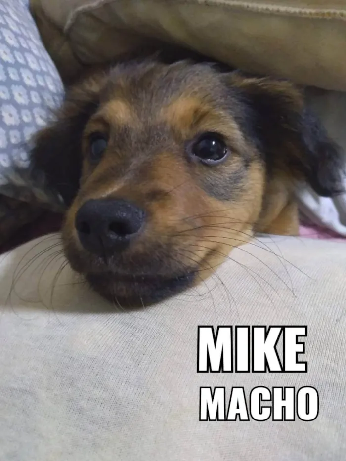 Cachorro ra a Viralata idade 2 a 6 meses nome Mike