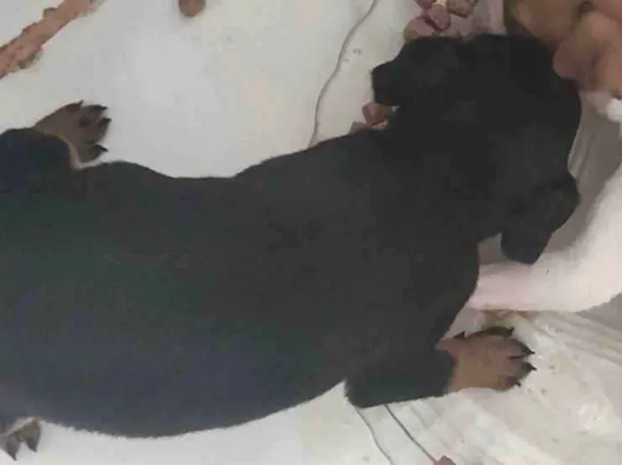 Cachorro ra a Vira lata  idade 2 a 6 meses nome Em busca de um lar 