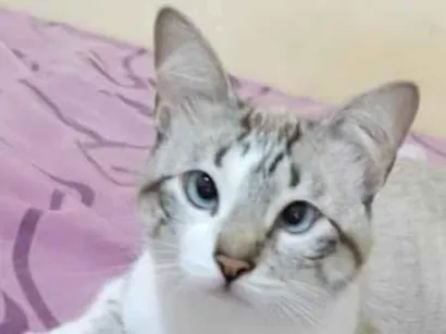 Gato raça não sei idade 1 ano nome Frederico