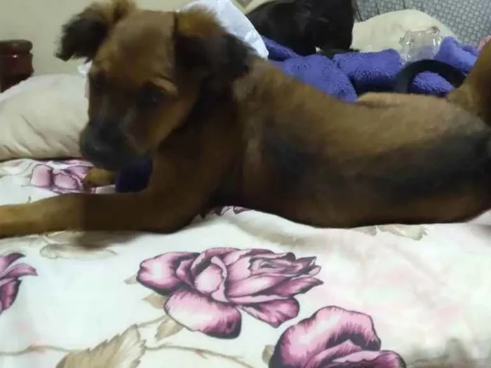 Cachorro ra a Viralata idade 2 a 6 meses nome Jujuba