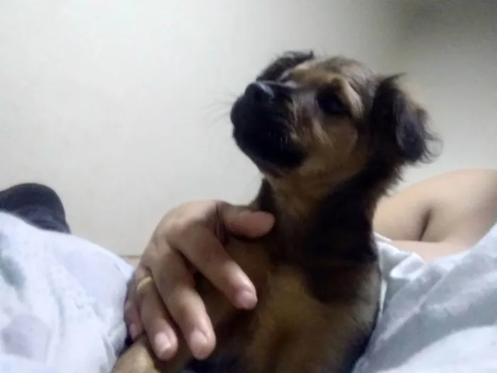 Cachorro ra a Viralata idade 2 a 6 meses nome Jujuba