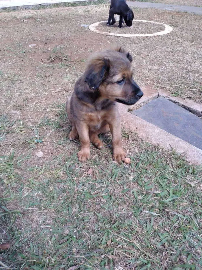 Cachorro ra a Viralata idade 2 a 6 meses nome Jujuba