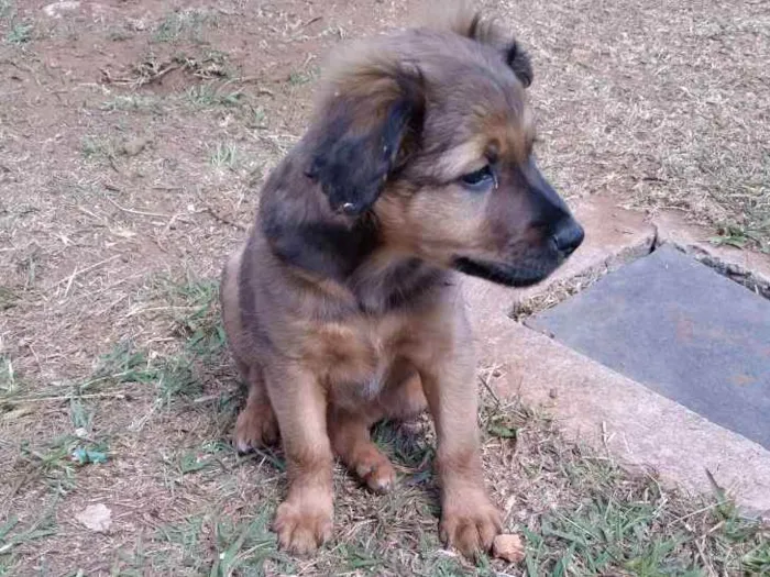 Cachorro ra a Viralata idade 2 a 6 meses nome Jujuba