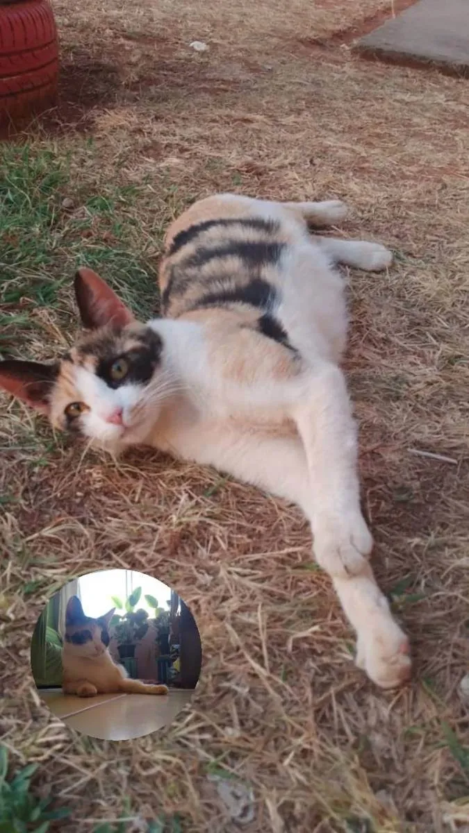 Gato ra a sem raça definida idade 7 a 11 meses nome Maya