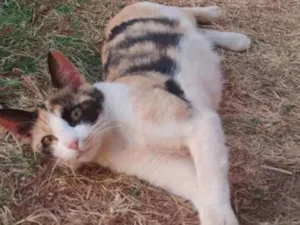 Gato raça sem raça definida idade 7 a 11 meses nome Maya