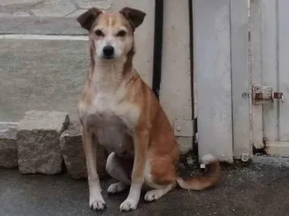 Cachorro raça Indefinida  idade 6 ou mais anos nome Lysa e Nina 