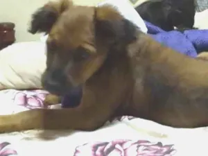 Cachorro raça Viralata idade 2 a 6 meses nome Jujuba