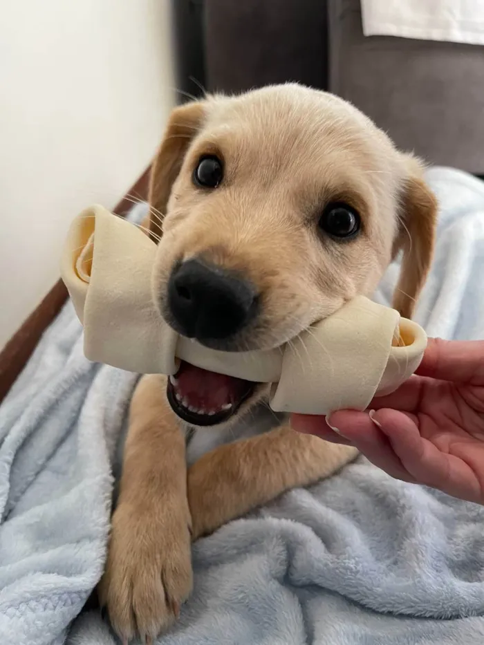 Cachorro ra a Labrador (mistura) idade 2 a 6 meses nome Arya
