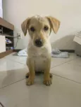 Arya