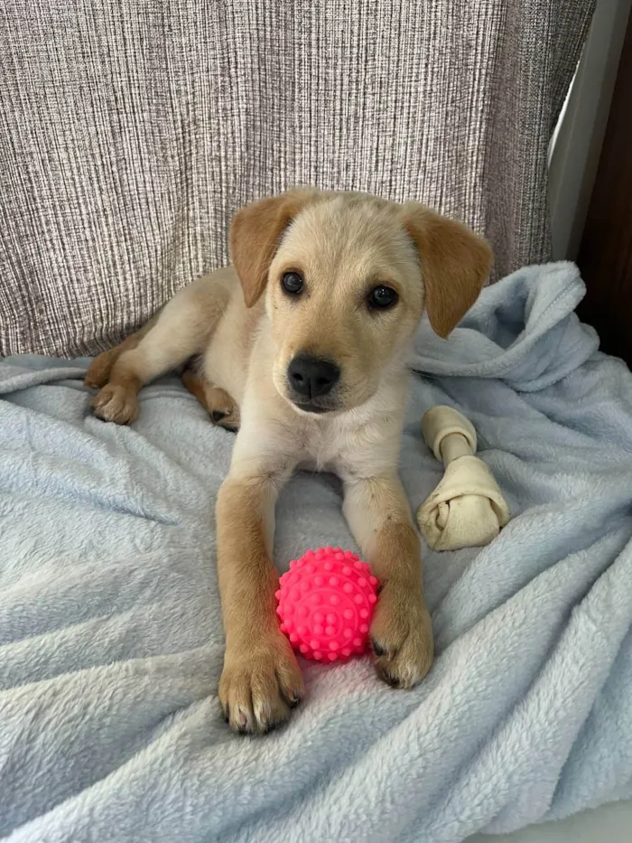 Cachorro ra a Labrador (mistura) idade 2 a 6 meses nome Arya