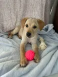 Arya