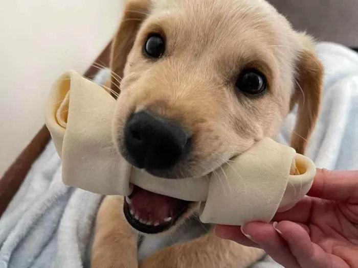 Cachorro ra a Labrador (mistura) idade 2 a 6 meses nome Arya