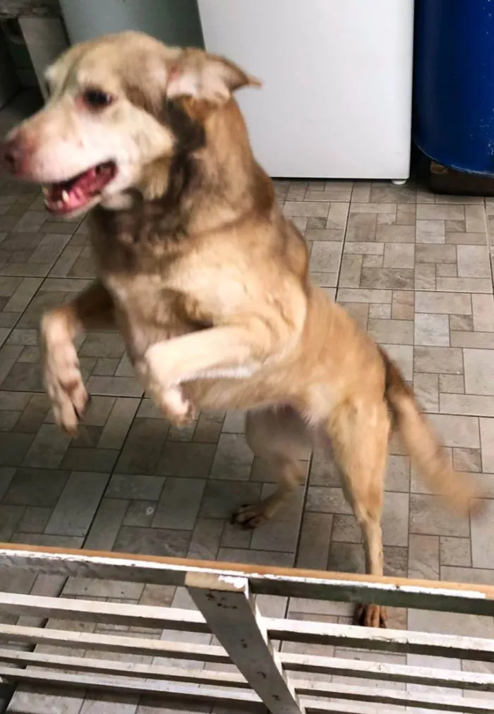 Cachorro ra a Indefinida idade 6 ou mais anos nome Laika