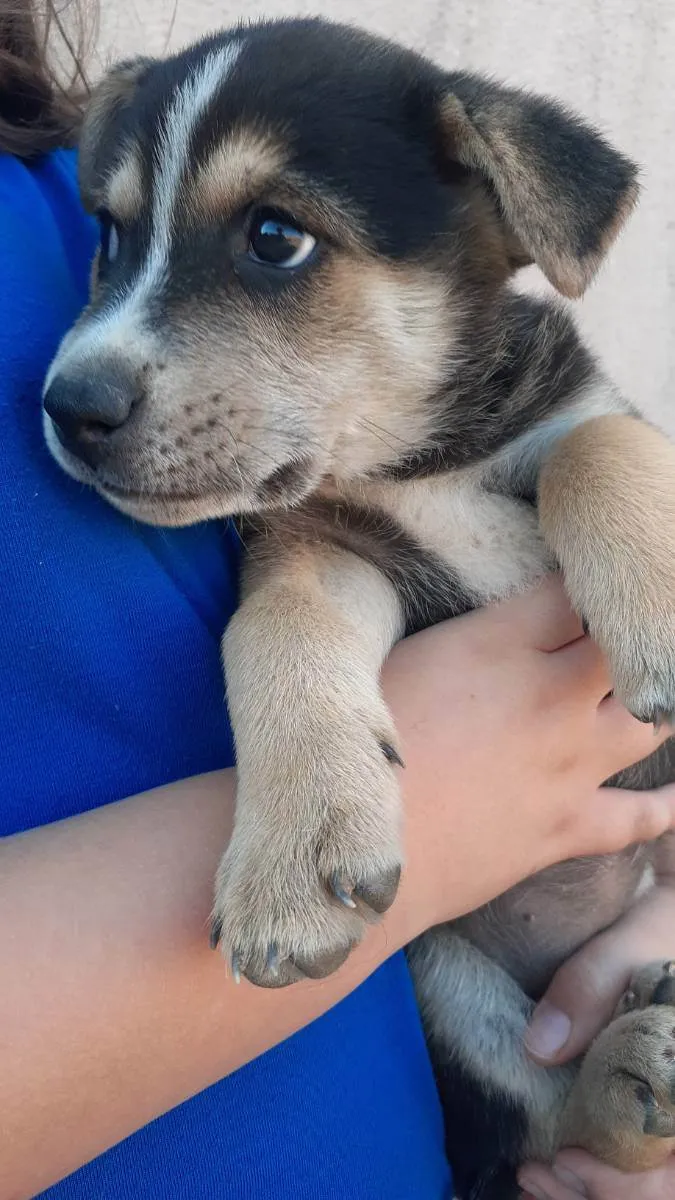 Cachorro ra a Filho de pastor alemão  idade Abaixo de 2 meses nome Sem nome