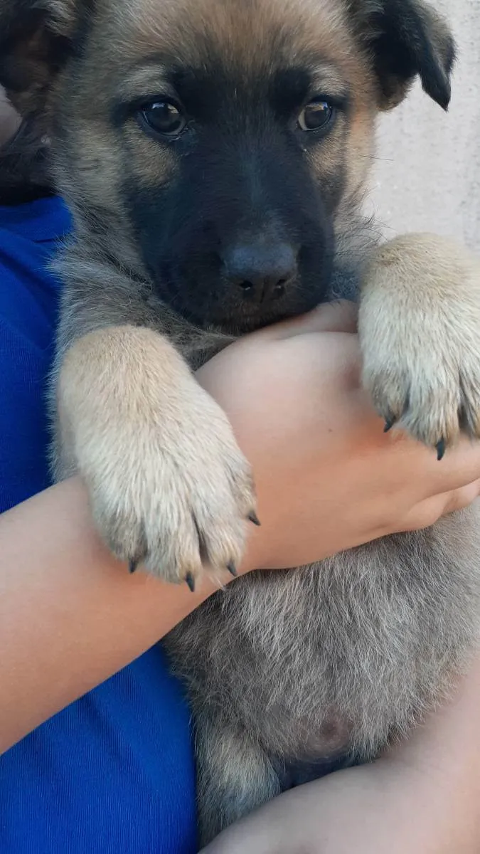 Cachorro ra a Filho de pastor alemão  idade Abaixo de 2 meses nome Sem nome