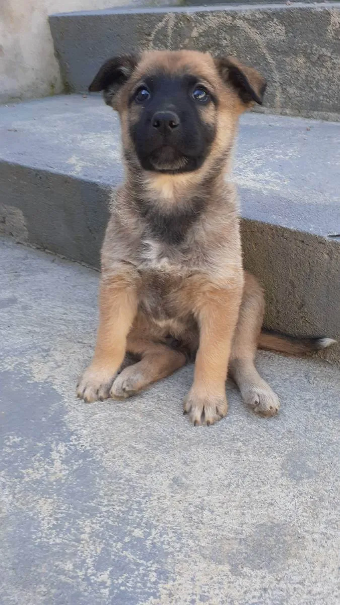 Cachorro ra a Filho de pastor alemão  idade Abaixo de 2 meses nome Sem nome