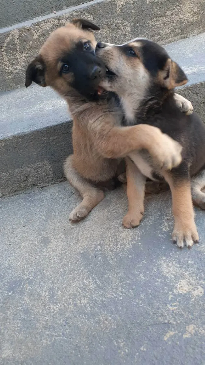 Cachorro ra a Filho de pastor alemão  idade Abaixo de 2 meses nome Sem nome