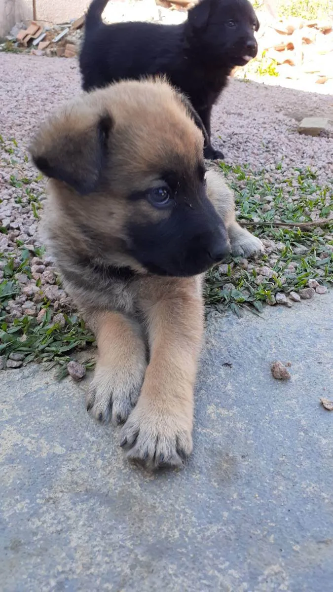 Cachorro ra a Filho de pastor alemão  idade Abaixo de 2 meses nome Sem nome