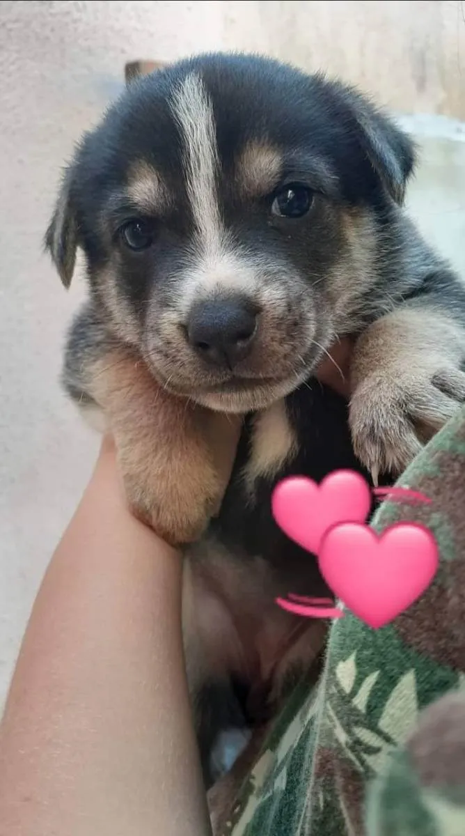 Cachorro ra a Filho de pastor alemão  idade Abaixo de 2 meses nome Sem nome