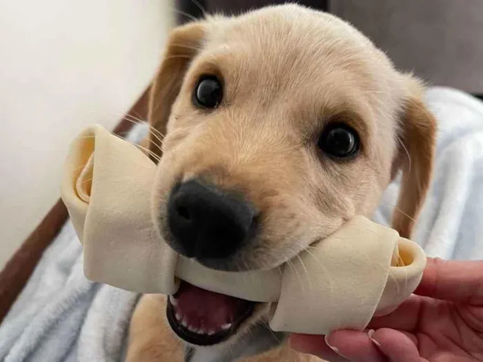 Cachorro ra a Labrador (mistura) idade 2 a 6 meses nome Arya
