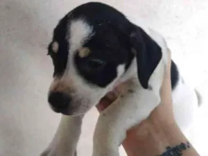 Cachorro raça Viralata idade 2 a 6 meses nome sem nome 