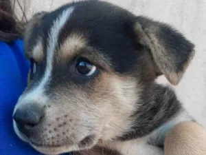 Cachorro raça Filho de pastor alemão  idade Abaixo de 2 meses nome Sem nome