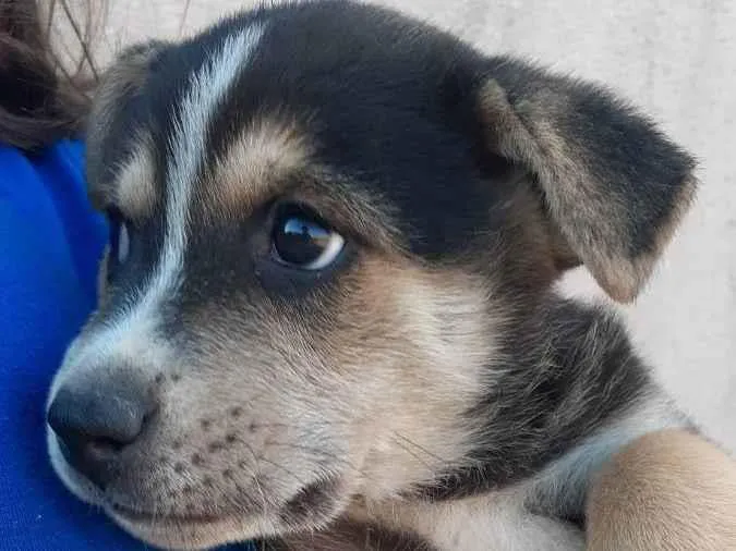 Cachorro ra a Filho de pastor alemão  idade Abaixo de 2 meses nome Sem nome