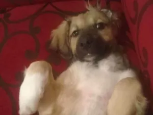 Cachorro raça Ñ tem idade 6 ou mais anos nome Marley