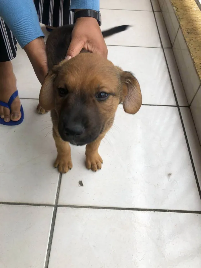 Cachorro raça Labrador idade  nome N tem nome ainda