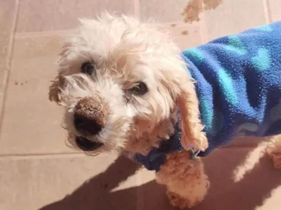 Cachorro raça poodle idade 6 ou mais anos nome TECO