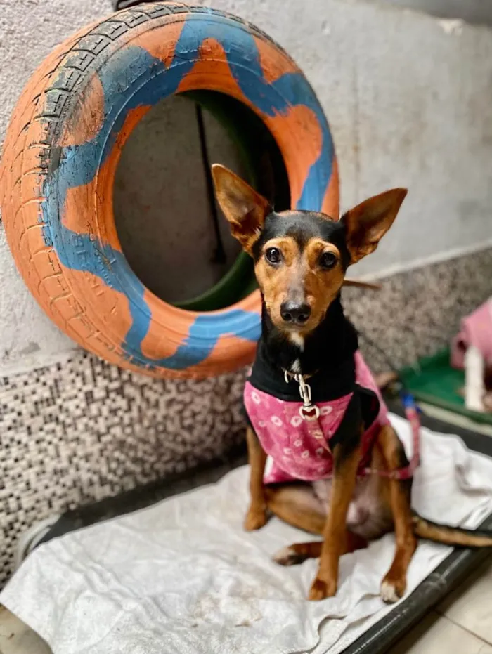 Cachorro ra a  idade 1 ano nome Cacau