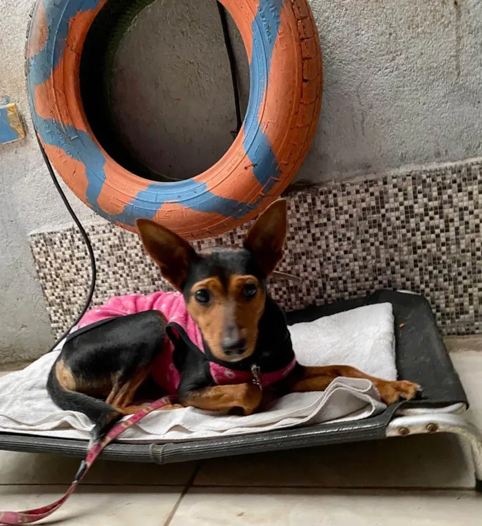 Cachorro ra a  idade 1 ano nome Cacau