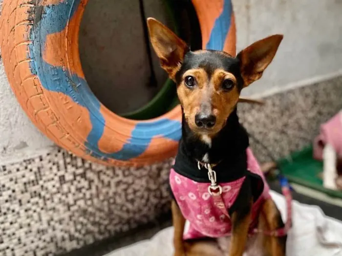 Cachorro ra a  idade 1 ano nome Cacau