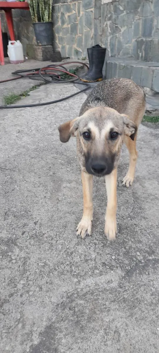 Cachorro ra a SRD idade 2 a 6 meses nome cinzeta