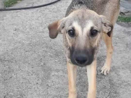 Cachorro ra a SRD idade 2 a 6 meses nome cinzeta