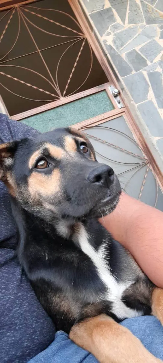 Cachorro ra a SRD idade 2 a 6 meses nome sabujo