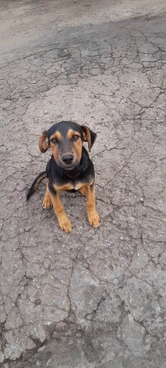 Cachorro ra a SRD idade 2 a 6 meses nome filo